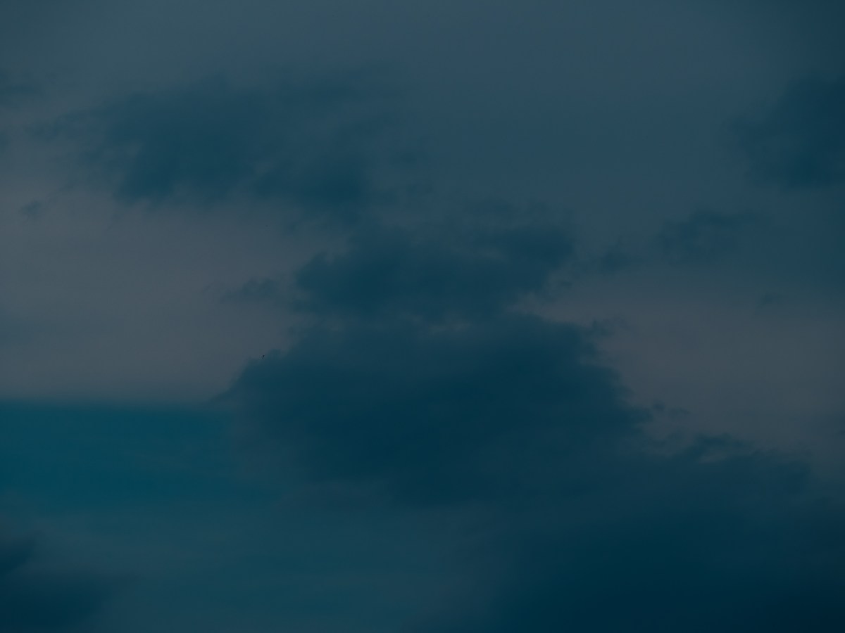 maviler içinde viyana